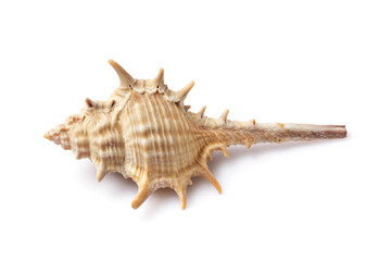 Seashell isolated on white background