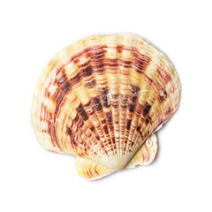 Seashell isolated on white background