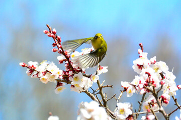 白梅とメジロ