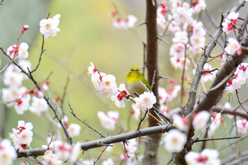 白梅とメジロ