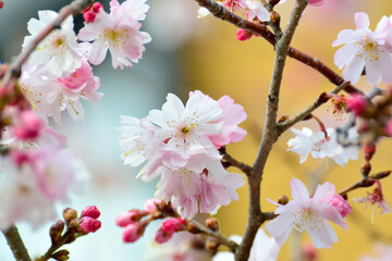 早咲き桜