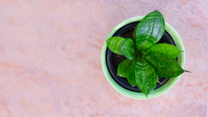 Top view of a small pot of Bird's Nest Snake Plant, also known as Sansevieria Hahnii. 