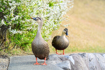 カルガモの散歩