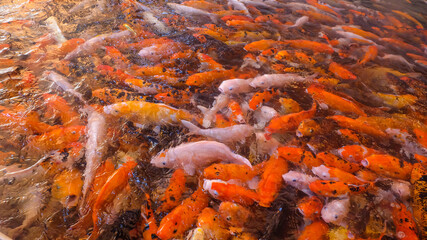 Obraz na płótnie Canvas Many koi fish in the pond.