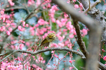 紅梅とトラツグミ