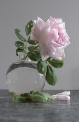 Old English rose in a vase. 