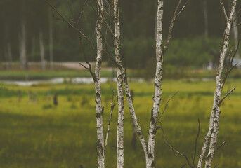 Birch trees in front of a field. 