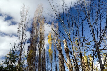 Willows and poplars  during late fall in Juanita park