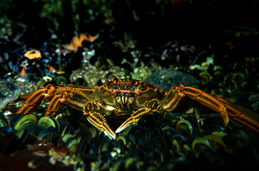 Colour amongst the gloom. 
Plagusia chabrus, Red bait crab. 
OLYMPUS DIGITAL CAMERA