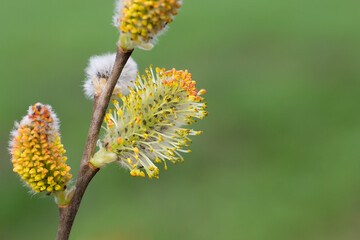 A close-up of a pussy willow branch with blossoming flowers. Macro. Spring.