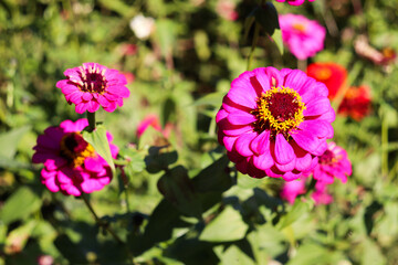 Obraz premium 花 花畑 秋 ジニア パープル 綺麗