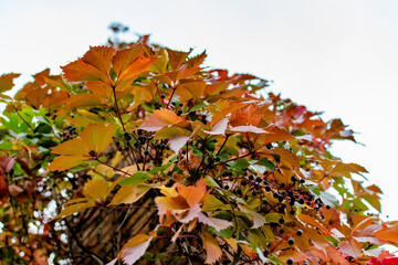 Brick chimney tower, entwined with different leaves of beautiful autumn shades against the sky, bottom-up view of colorful colored foliage with small blue berries.