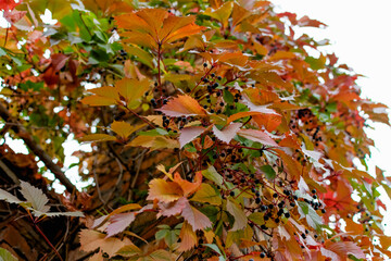 Brick chimney tower, entwined with different leaves of beautiful autumn shades against the sky, bottom-up view of colorful colored foliage with small blue berries.