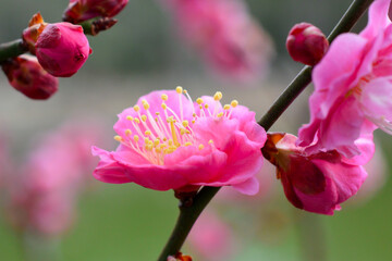 紅梅の花