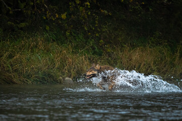 Fototapeta premium The Grey Wolf chasing the deer. Bieszczady, Carpathian Mountains. Poland.