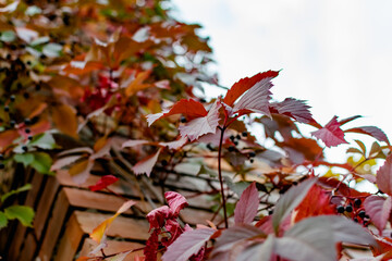 Brick chimney tower, entwined with different leaves of beautiful autumn shades against the sky, bottom-up view of colorful colored foliage with small blue berries.
