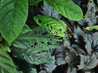 Close-up Damaged Leaves with Holes Eaten by Bugs