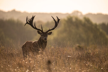 Beautiful image of red deer stag in vibrant golds and browns of Autumn Fall landscape forest