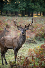 Naklejka na ściany i meble Beautiful image of red deer stag in vibrant golds and browns of Autumn Fall landscape forest