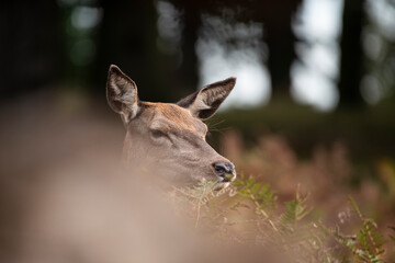 Beautiful image of red deer doe in vibrant gold and brown woodland landscape setting