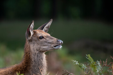 Beautiful image of red deer doe in vibrant gold and brown woodland landscape setting