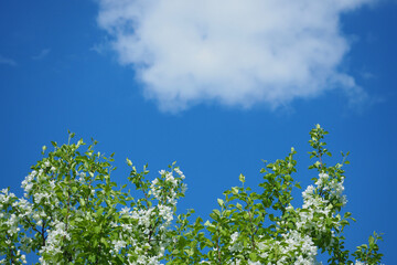 Fototapeta na wymiar Blooming apple tree against the blue sky and white clouds. Spring.