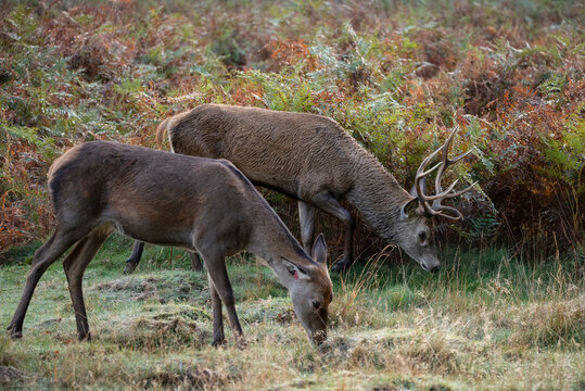 Beautiful image of red deer stag in vibrant golds and browns of Autumn Fall landscape forest