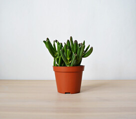 Crassula green house plant in brown pot on wooden desk over white