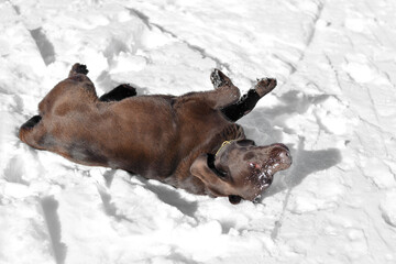 dog in snow