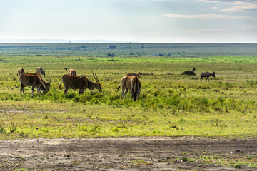 Antilopen auf Safari im Nationalpark Masai Mara, Kenia