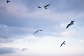 A flock of seagulls flying against the blue sky