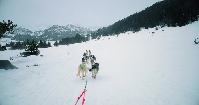 Dog sledding in snowy mountains. View of the Husky running from the sled, with snow and mountains all over the horizon 4K