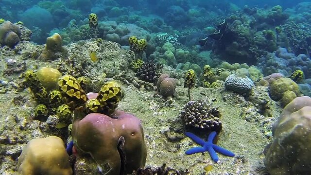 colorful underwaterworld in bali indonesia