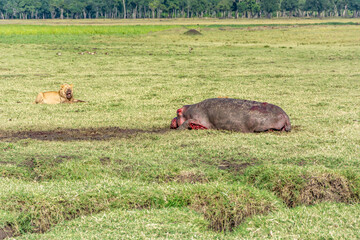 Verletztes Flusspferd wurde von Löwen und Hyänen in der Masai Mara gejagt