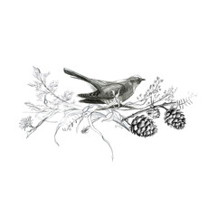 Illustration, pencil, vignette. Drawing of birds, leaves and branches of plants. Freehand drawing on a white background.