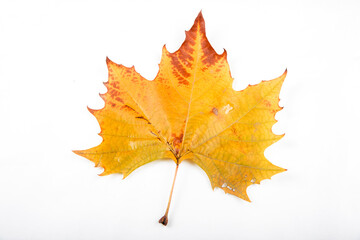 Autumn golden leaves picture