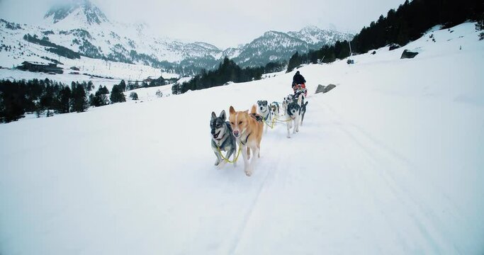 Dog sledding in snowy mountains. Husky dogs run towards us with snow and mountains all over the horizon 4K