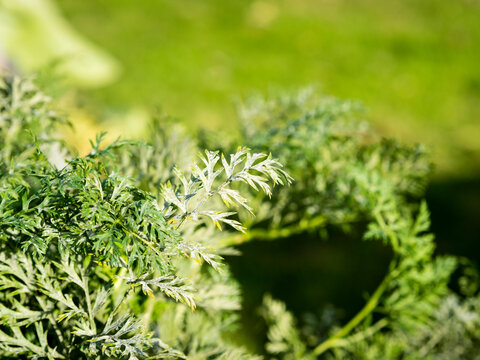 Powdery Mildew caused by Erysiphe heracleion on Carrot