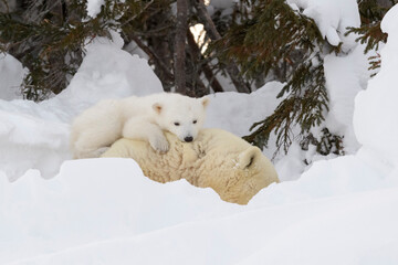 Polar bear mother (Ursus maritimus) with new born cub at den, playing together, Wapusk National Park, Manitoba, Canada. © andreanita