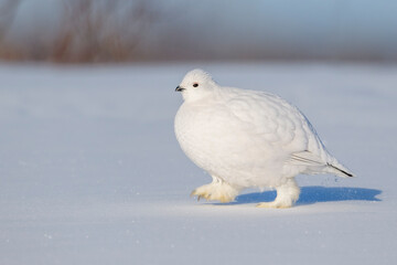 Willow Ptarmigan (Lagopus lagopus), walking in snow on tundra, Churchill, Manitoba, Canada.