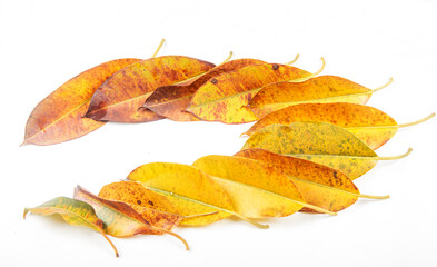Fototapeta premium Autumn golden leaves picture