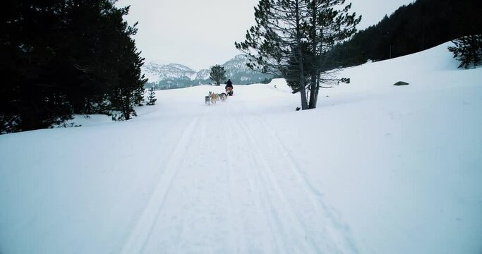 Husky dogs run towards us with snow and mountains all over the horizon. Dog sledding in snowy mountains 4K
