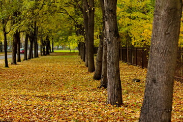 Alley in the park covered with fallen golden leaves