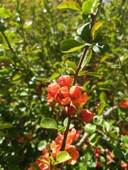 red and yellow flowers