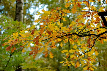 Fototapeta premium Bright yellow and green autumn leaves close up against bokeh background