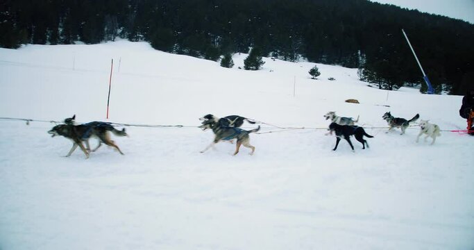 Dog sledding in snowy mountains with women sitting in the sled. View of the Husky running with snow 4K
