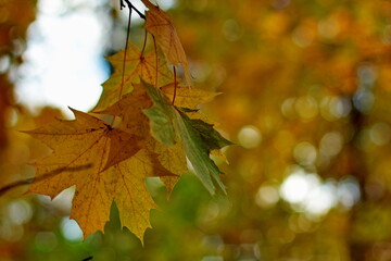 Naklejka na ściany i meble Bright yellow and green autumn leaves close up against bokeh background