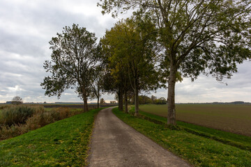 Fototapeta na wymiar Fields and trees in Oostwaard of Biesbosch in The Netherlands