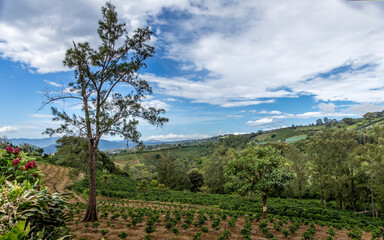 Fototapeta na wymiar coffee plantation on the slopes of the Poas volcano