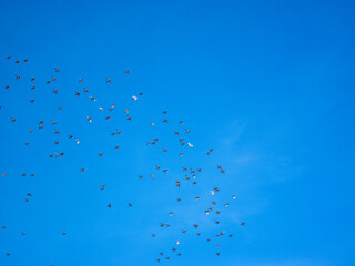 Bandada de palomas volando en un cielo muy azul